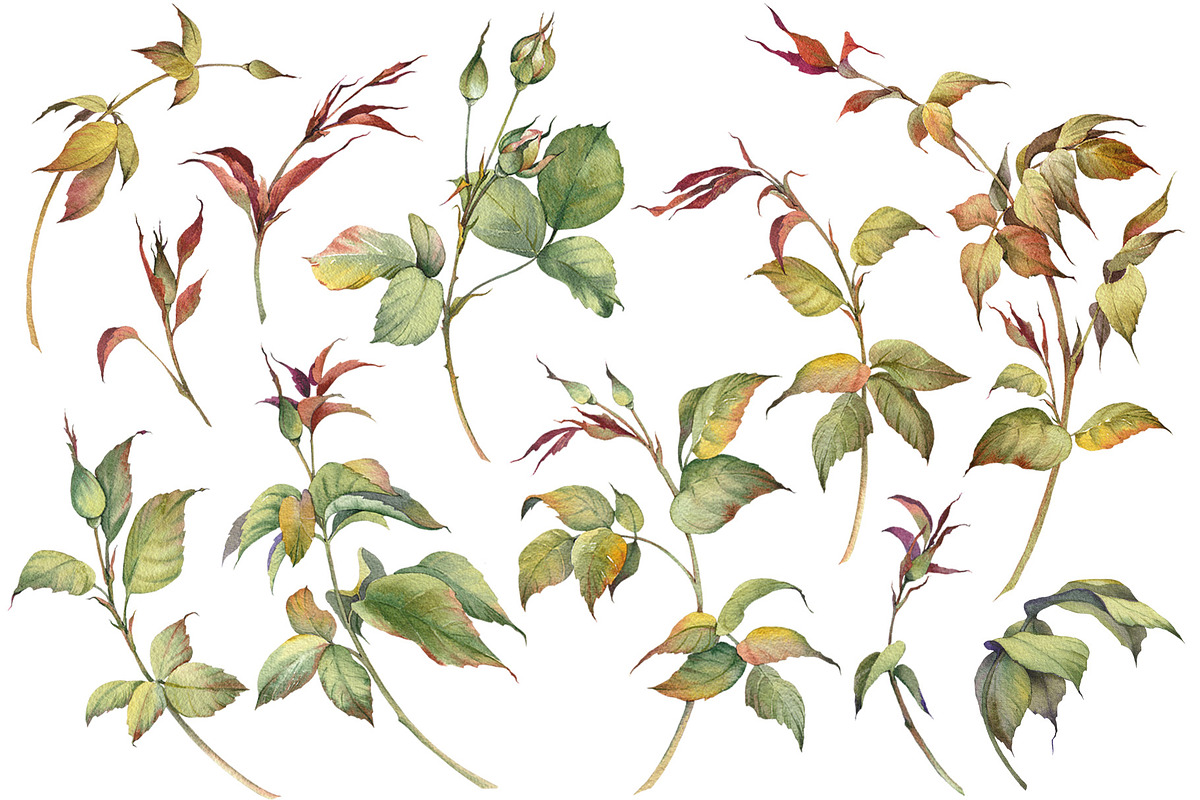 Romantic Watercolor Rose Clipart, a Decorative Illustration by Jeanna Draw (Photo 8 of 17)