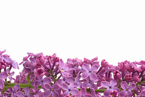 Bouquet of purple lilac flowers, a Nature Photo by ndanko