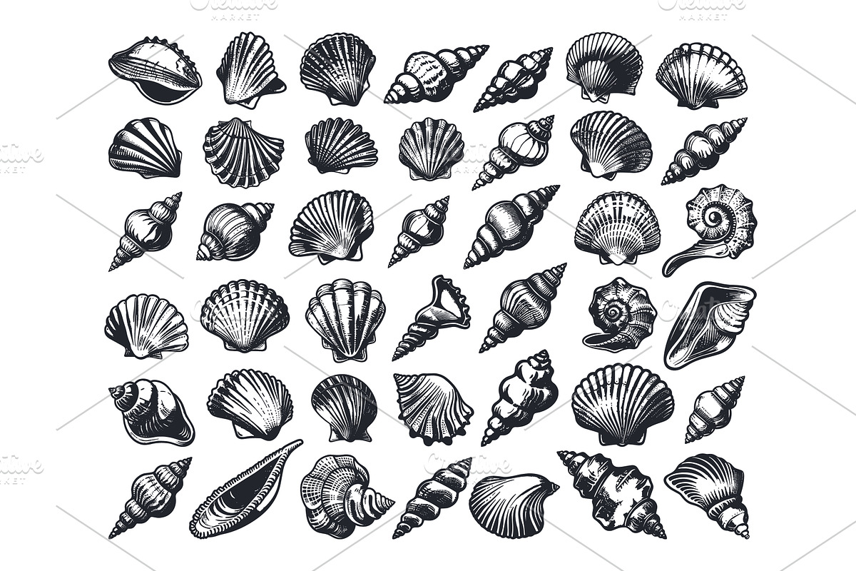 Sea Shells Icons Set Vector Graphic, an Animal Illustration by LadadikArt