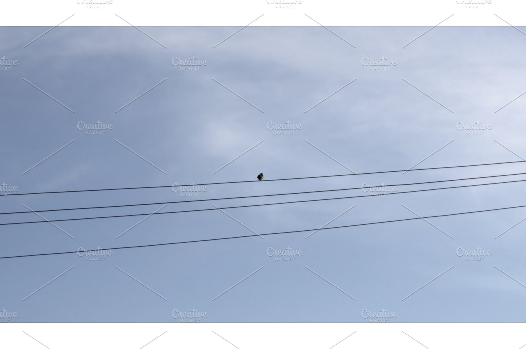 Bird sitting on a power line. Media, an Animal Photo by Media Whale Stock