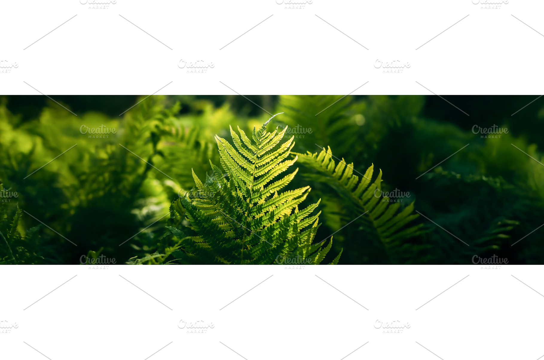 Beautyful ferns leaves green foliage, a Nature Photo by Our Amazing World