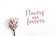 Elderflower script font + logos, a Script Font by Tabita's shop (Thumbnail 13 of 15)