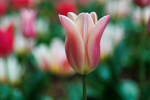 Close-up of colorful tulips, a Nature Photo by Bepslabor
