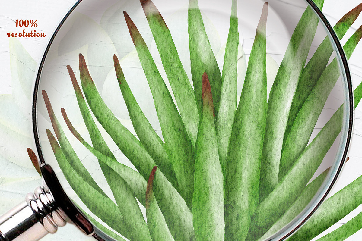 Succulents Watercolor clipart, an Illustration by BarvArt (Photo 10 of 13)