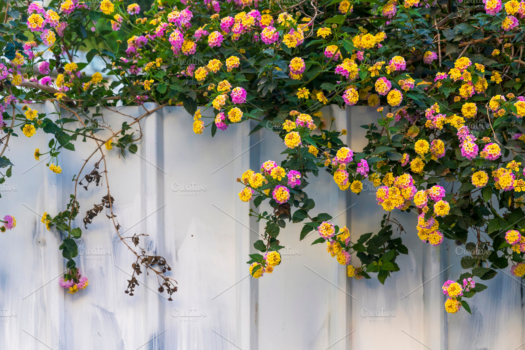 Colorful lantana flowers blooming ov, a Nature Photo by Imaginarium