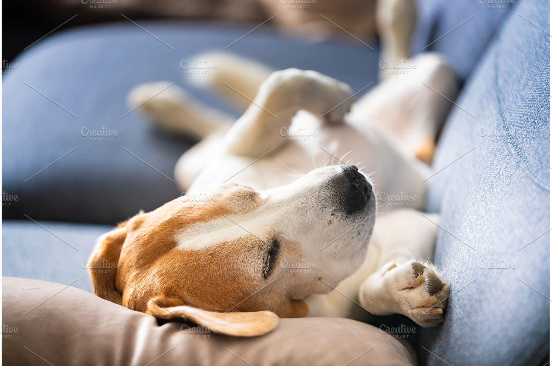 A Beagle dog is laying on a cozy, an Animal Photo by MadPhotos