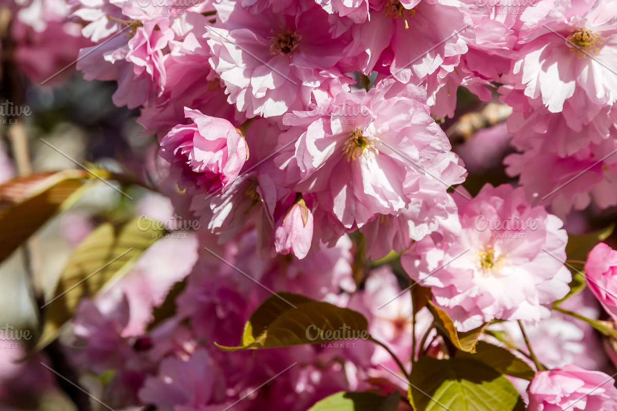 Japanese cherry blossom in spring. Macro view, a Nature Photo by GoodGoods (Photo 3 of 6)