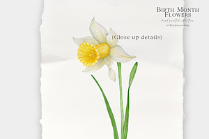 Birth Month Flower Png Clipart