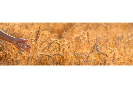Child hands wheat in a field, a Person Photo by yanadjana