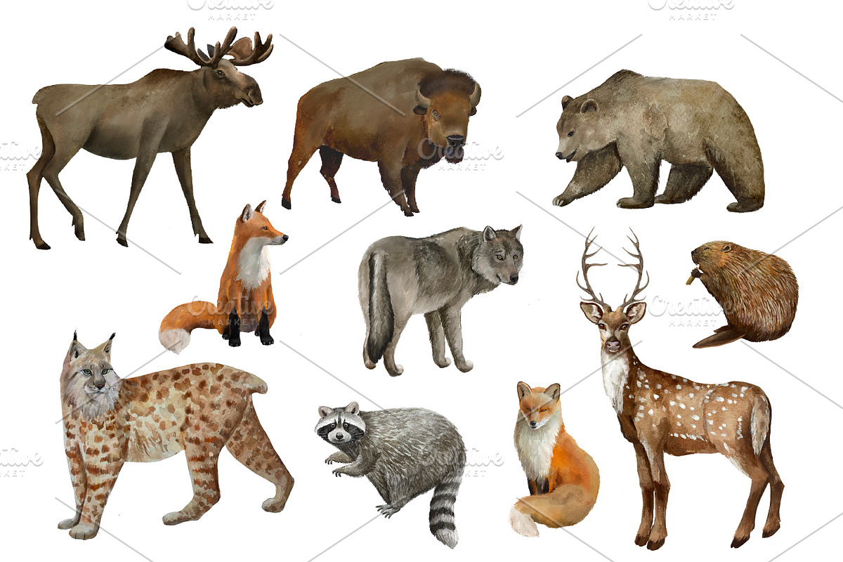 Woodland  animals, winter forest, an Animal Illustration by AkvarelRiver (Photo 2 of 5)