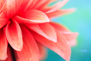 Pink flower closeup stock photo containing flower and nature