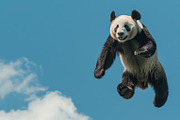 116 Flying animals, an Animal Photo by Handmadefont (Thumbnail 84 of 119)