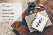Birds of North America watercolor, an Animal Illustration by Diana Askarova Art (Thumbnail 2 of 9)