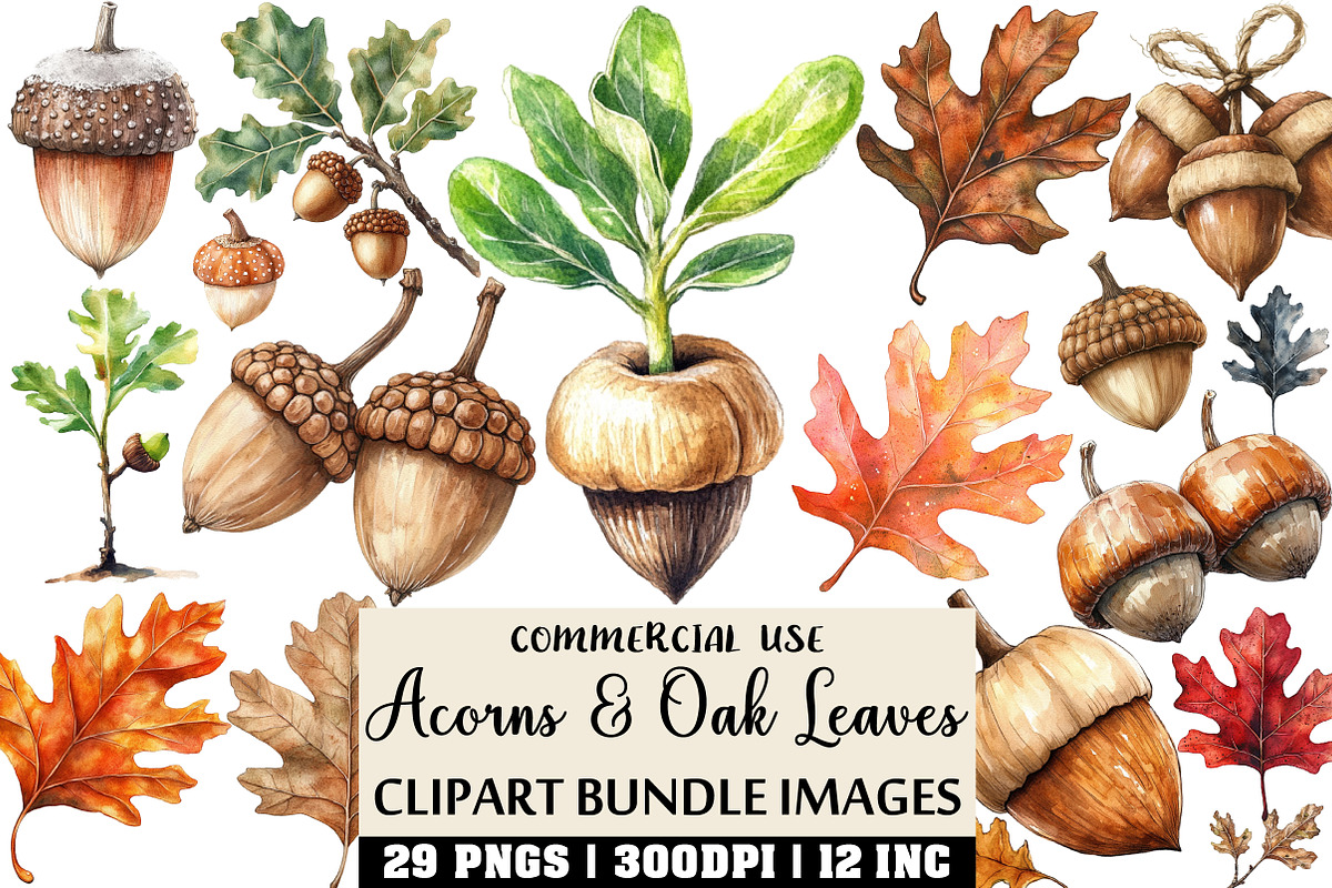 Watercolor Acorns & Oak Leaves PNG, an Illustration by Craft Nest (Photo 1 of 6)