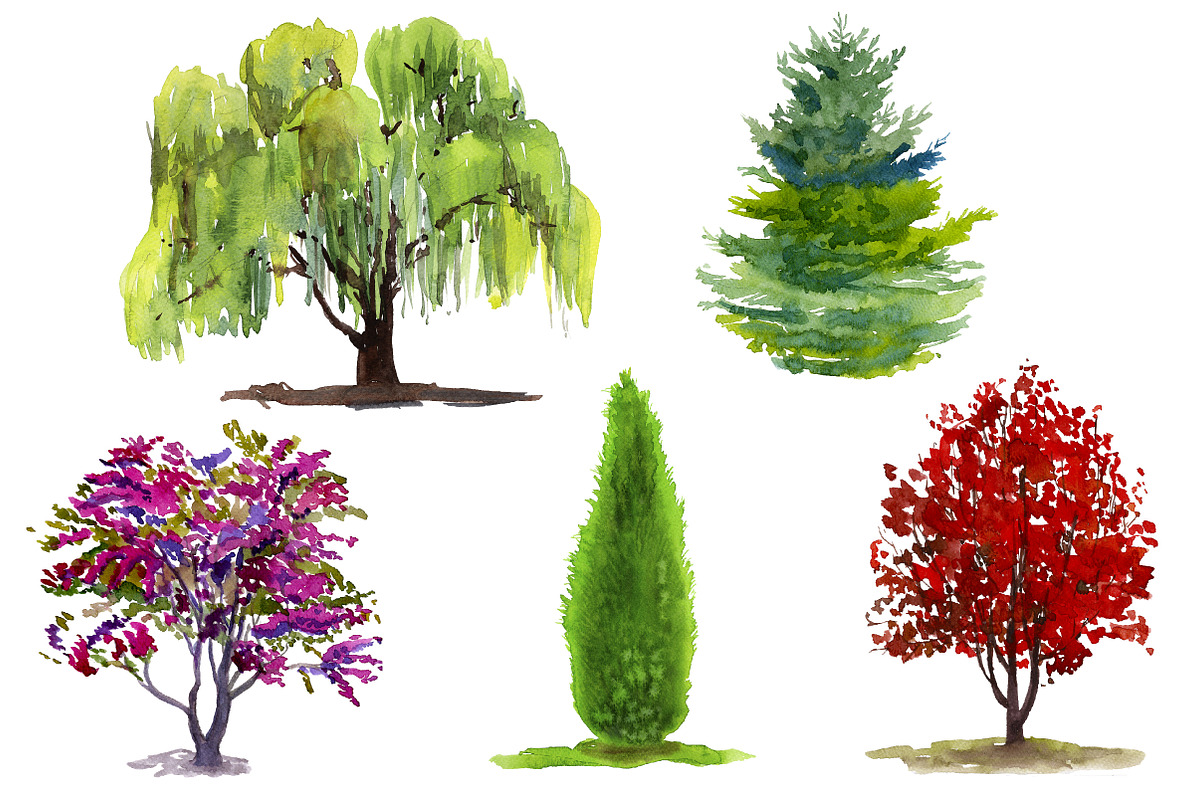 Set of 12 watercolor trees, an Illustration by Salvadorova (Photo 2 of 3)