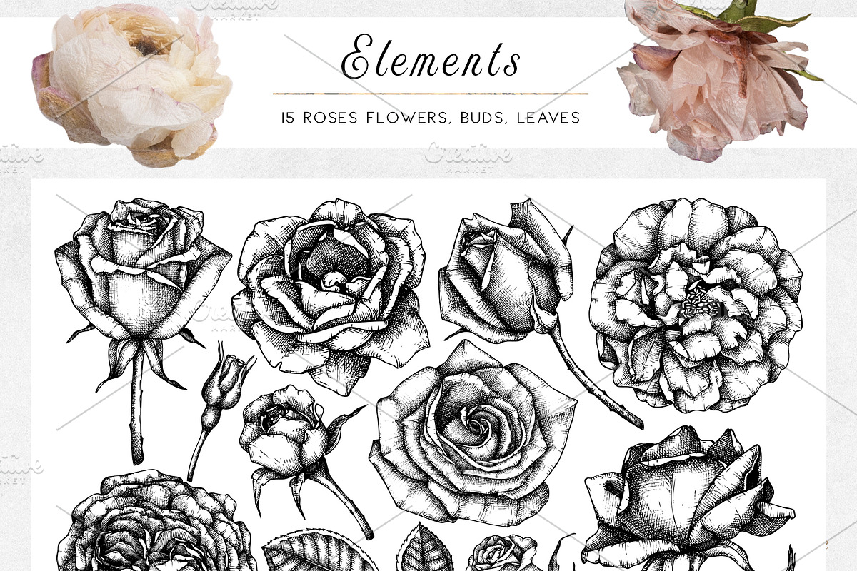 Hand-Drawn Roses Collection