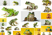 104 Frogs, an Animal Photo by Handmadefont (Thumbnail 6 of 17)