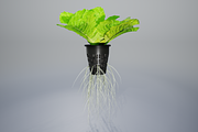 lettuce grean, a Food & Drink 3D Model by AndrewWhite (Thumbnail 11 of 16)