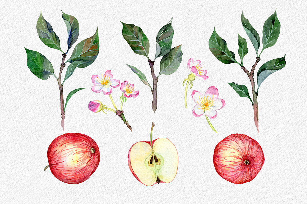 Hand drawn watercolor apple set, an Illustration by OlyaSenko (Photo 2 of 4)