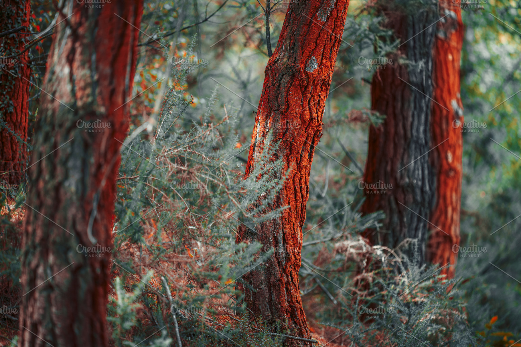 Red bark on forest trees close-up, a Nature Photo by SkyNext