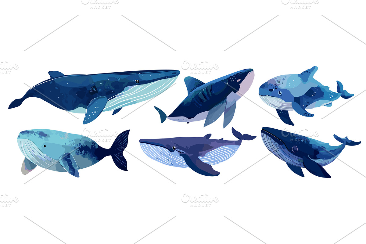 Watercolor whales set. Ocean mammals, an Animal Illustration by Stock-Smart-Start