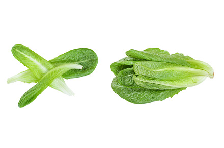 fresh roman cos lettuce isolated on