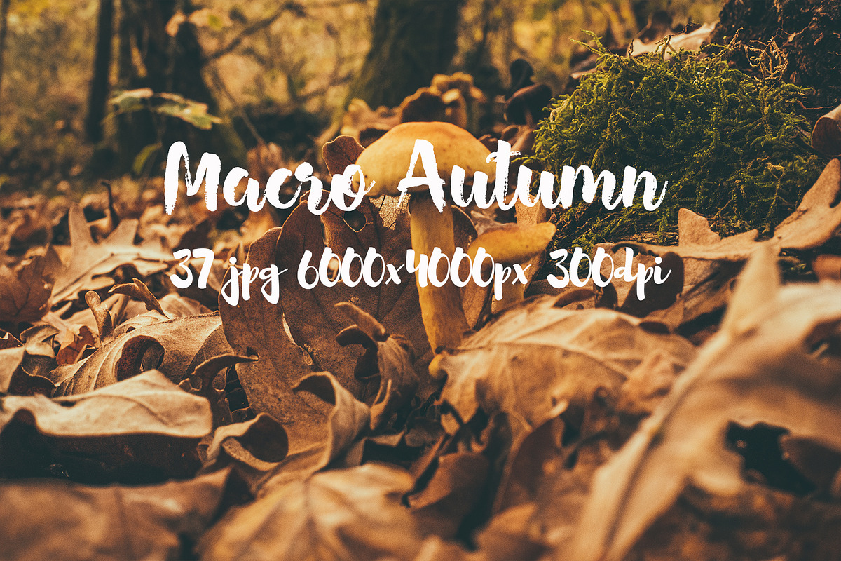 Macro Autumn photo bundle, a Templates & Theme by ApertureVintage (Photo 20 of 21)