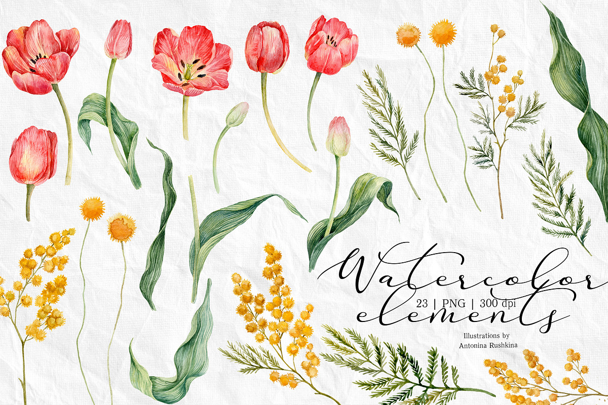 Watercolor spring tulips and mimosa., an Illustration by RushkinaAntonina (Photo 6 of 7)