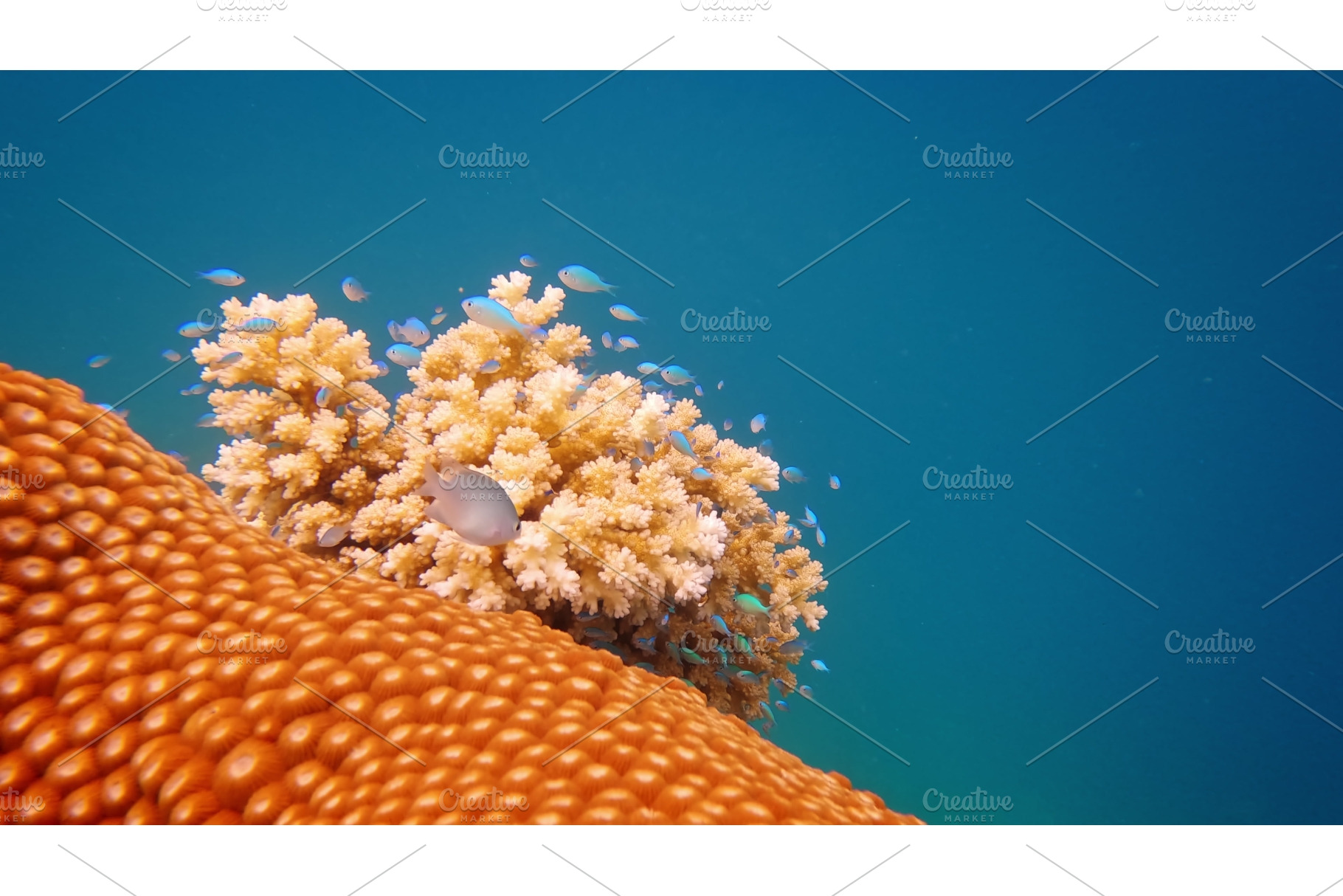 Underwater coral reef ecosystem in, a Nature Photo by Goinyk