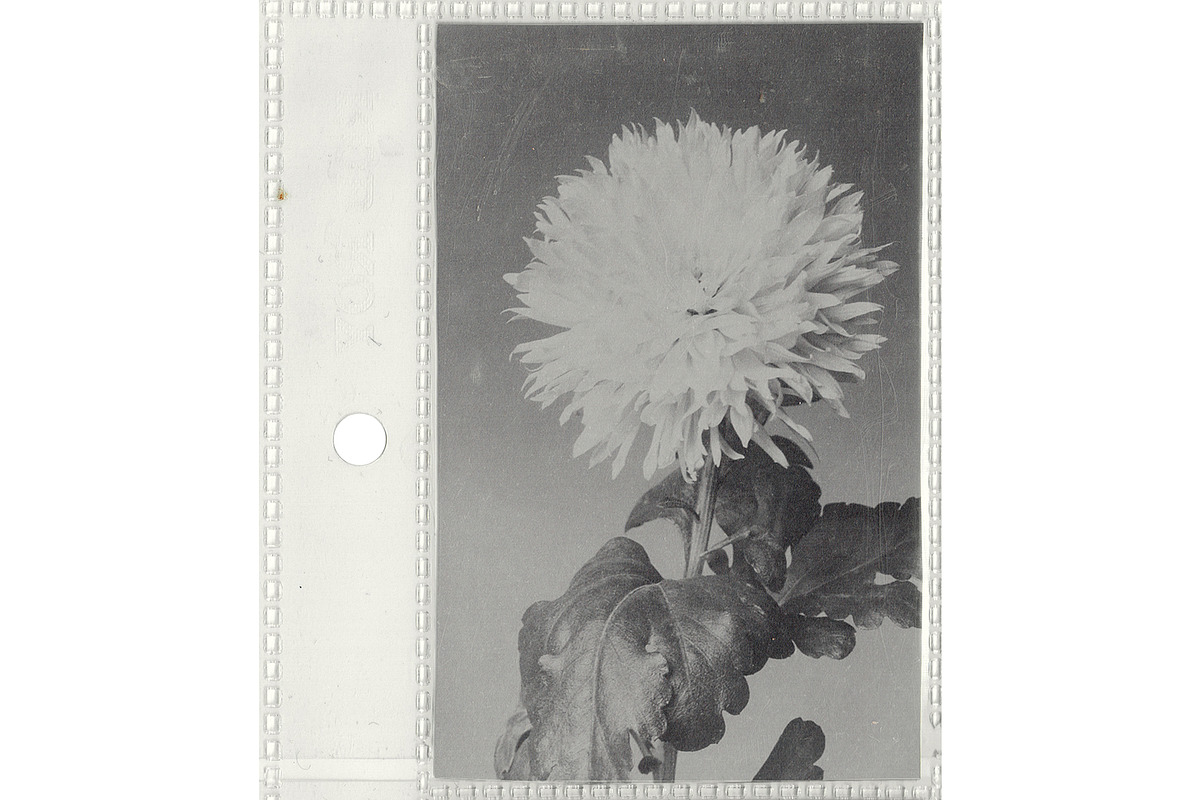 8–Pocket Plastic Sleeve Mockup ⸻ Ext, a Mockup by Studio Viita (Photo 2 of 10)