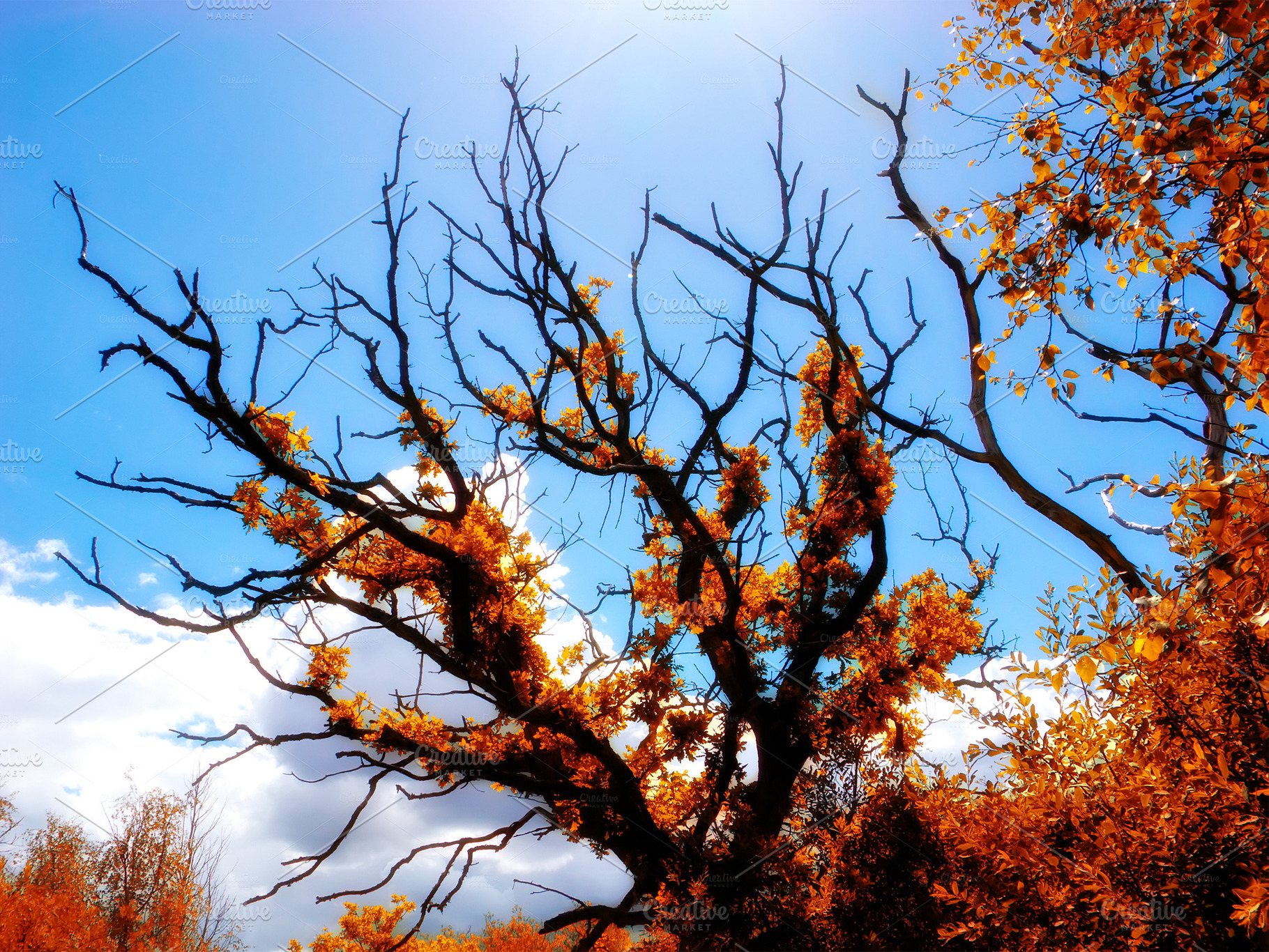Beautiful autumn, a Photo by Peopleimages.com