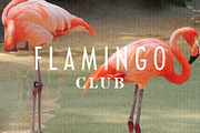 Domenica Ortega Font Duo, a Serif Font by Bart Wesolek (Thumbnail 5 of 11)