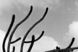 Black and White Cactus Photography