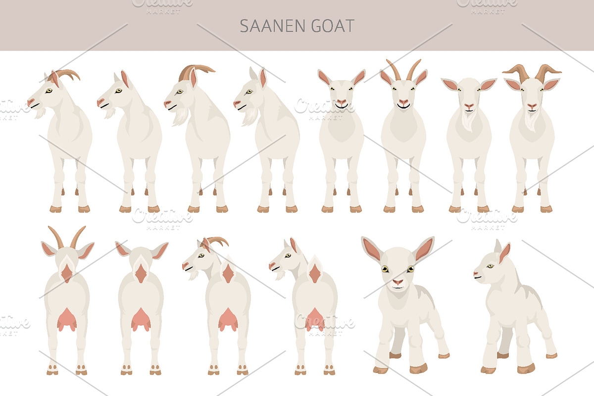 Saanen Goat, an Animal Illustration by pet design shop (Photo 3 of 5)
