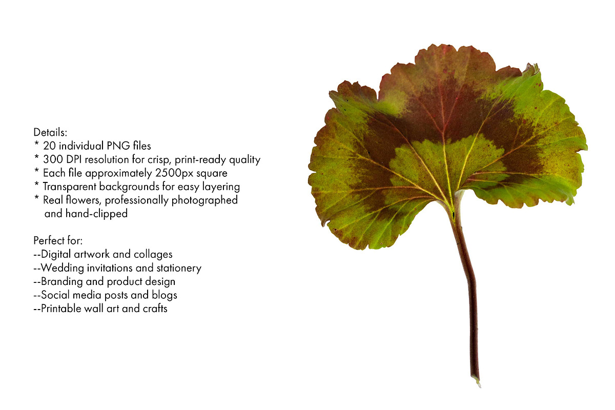 20 High Res Geranium PNGs, an Object Graphic by Memow Studio (Photo 3 of 7)