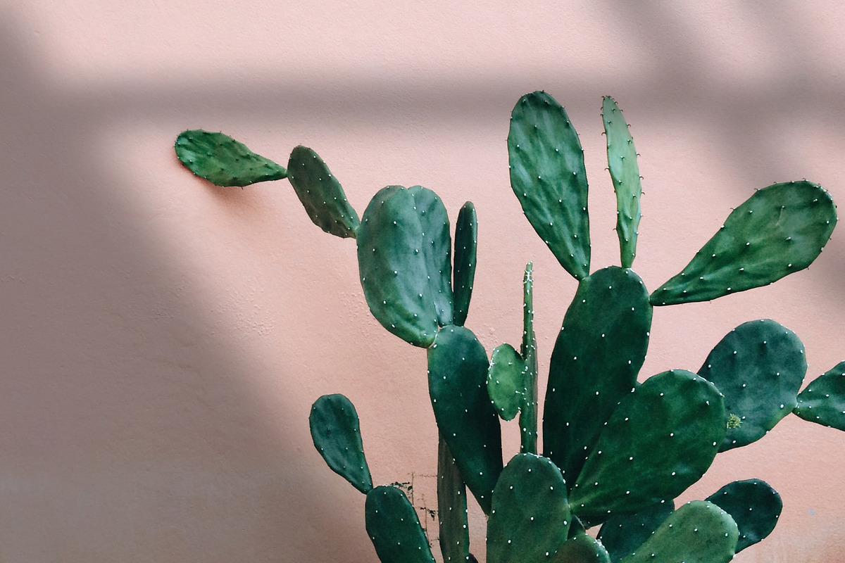 Natural Shadow Play Overlays, a Texture Graphic by Feather & Sage Design (Photo 4 of 17)