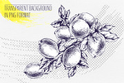 Vintage Lemon Engraving Collection, a Food Illustration by NATASHA CHU (Thumbnail 7 of 14)