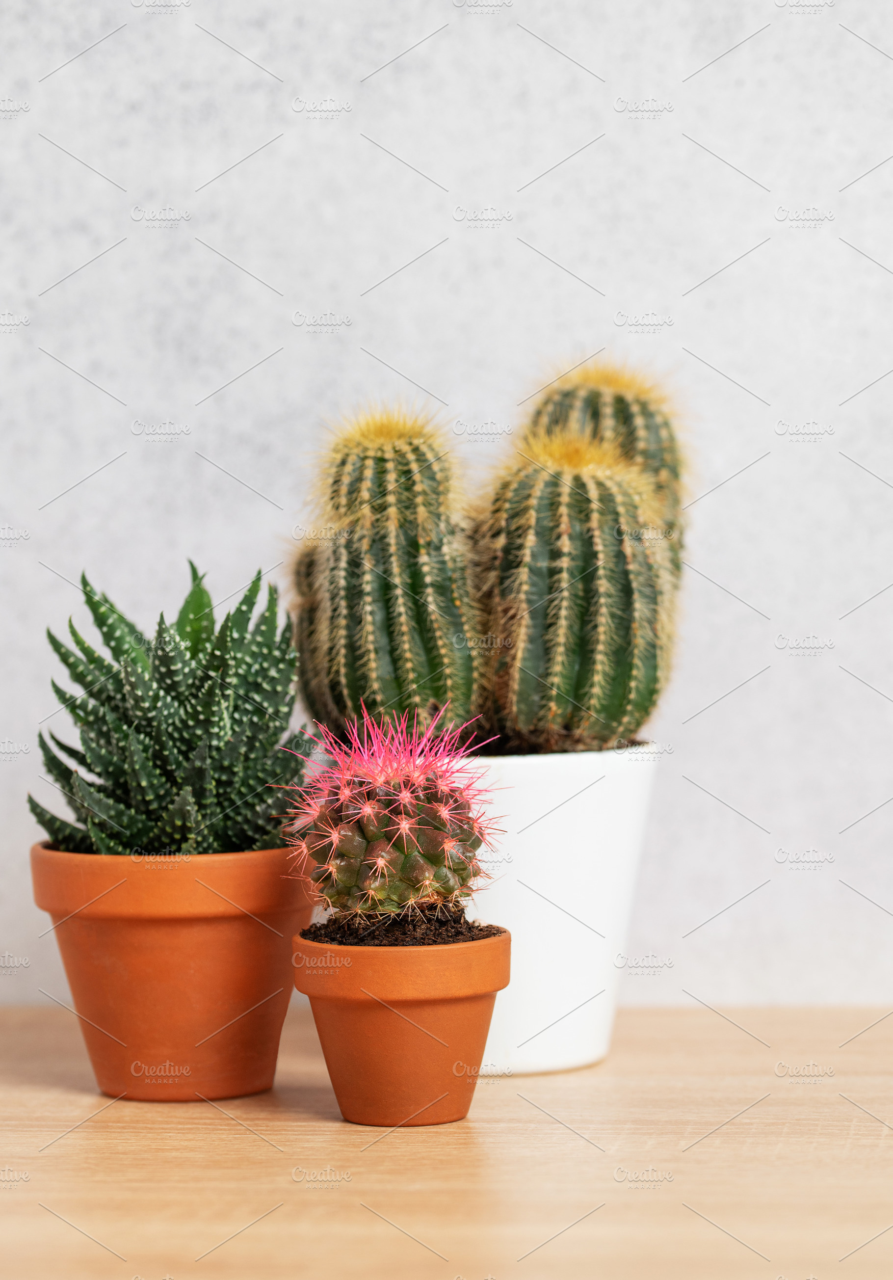 Different cacti and succulents growing in pots on wooden table, a Nature Photo by Olena Rudo