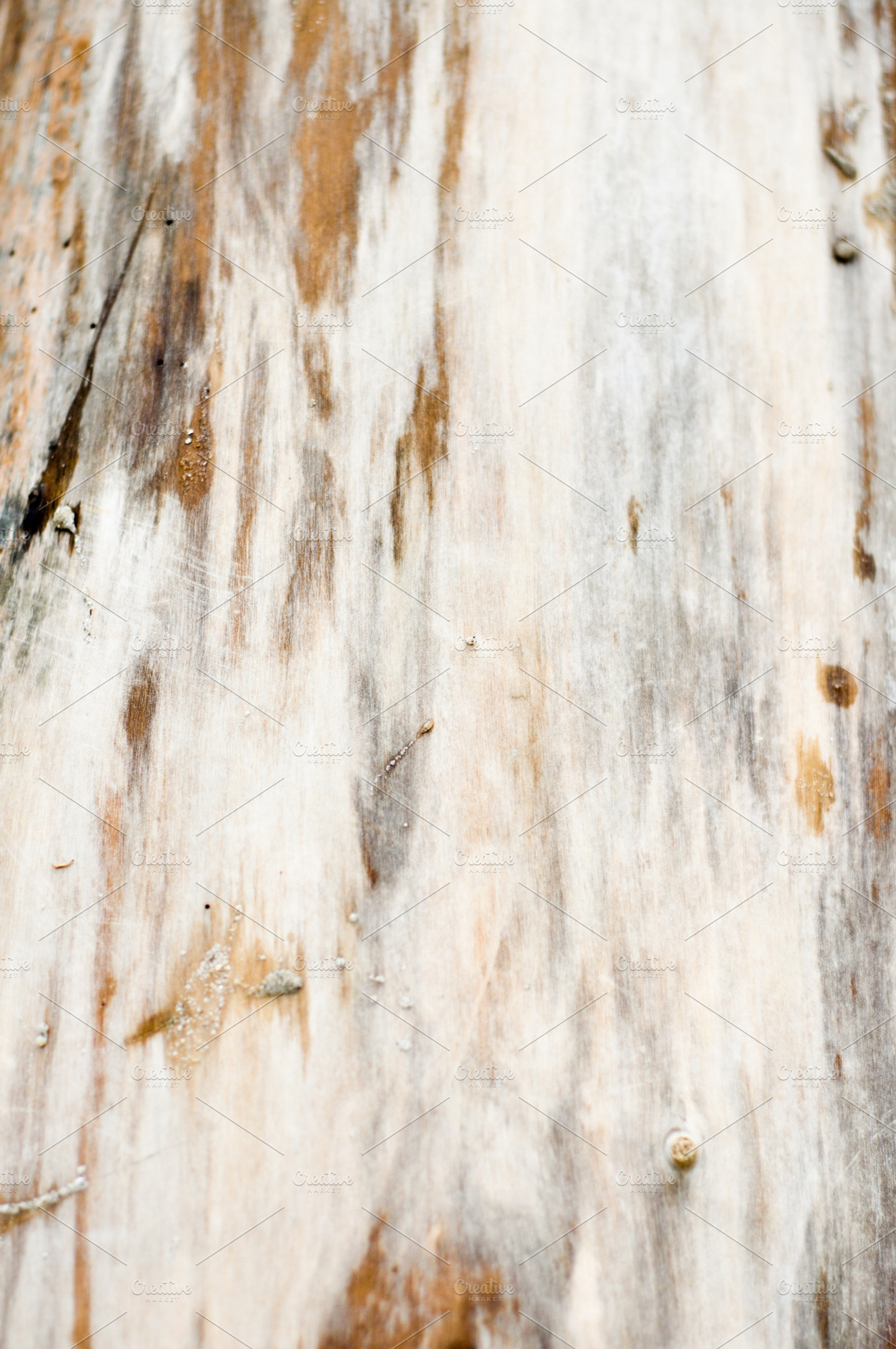 Sun Bleached Driftwood