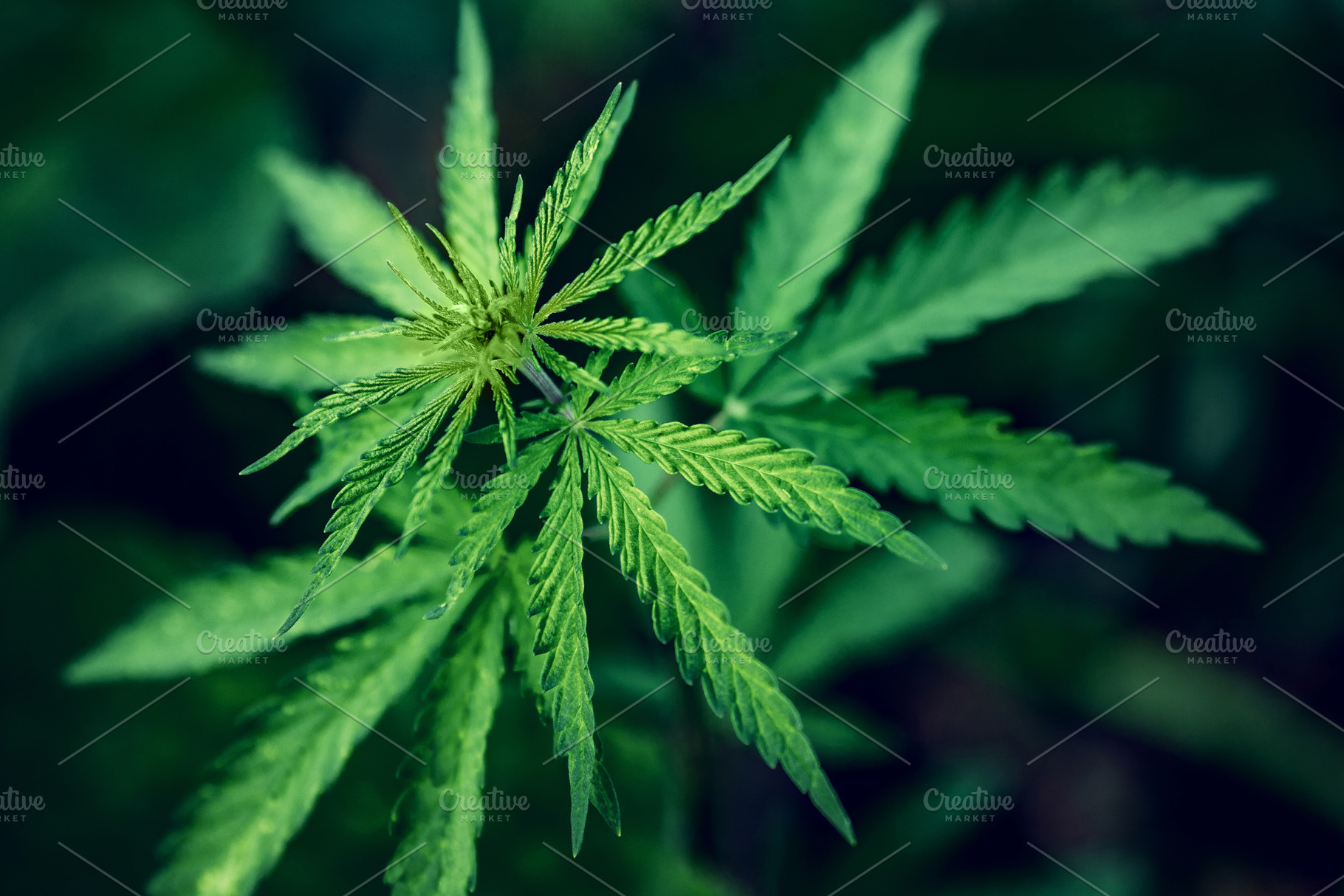 Cannabis on dark background marijua featuring cannabis, marijuana, and, a Nature Photo by Parilov