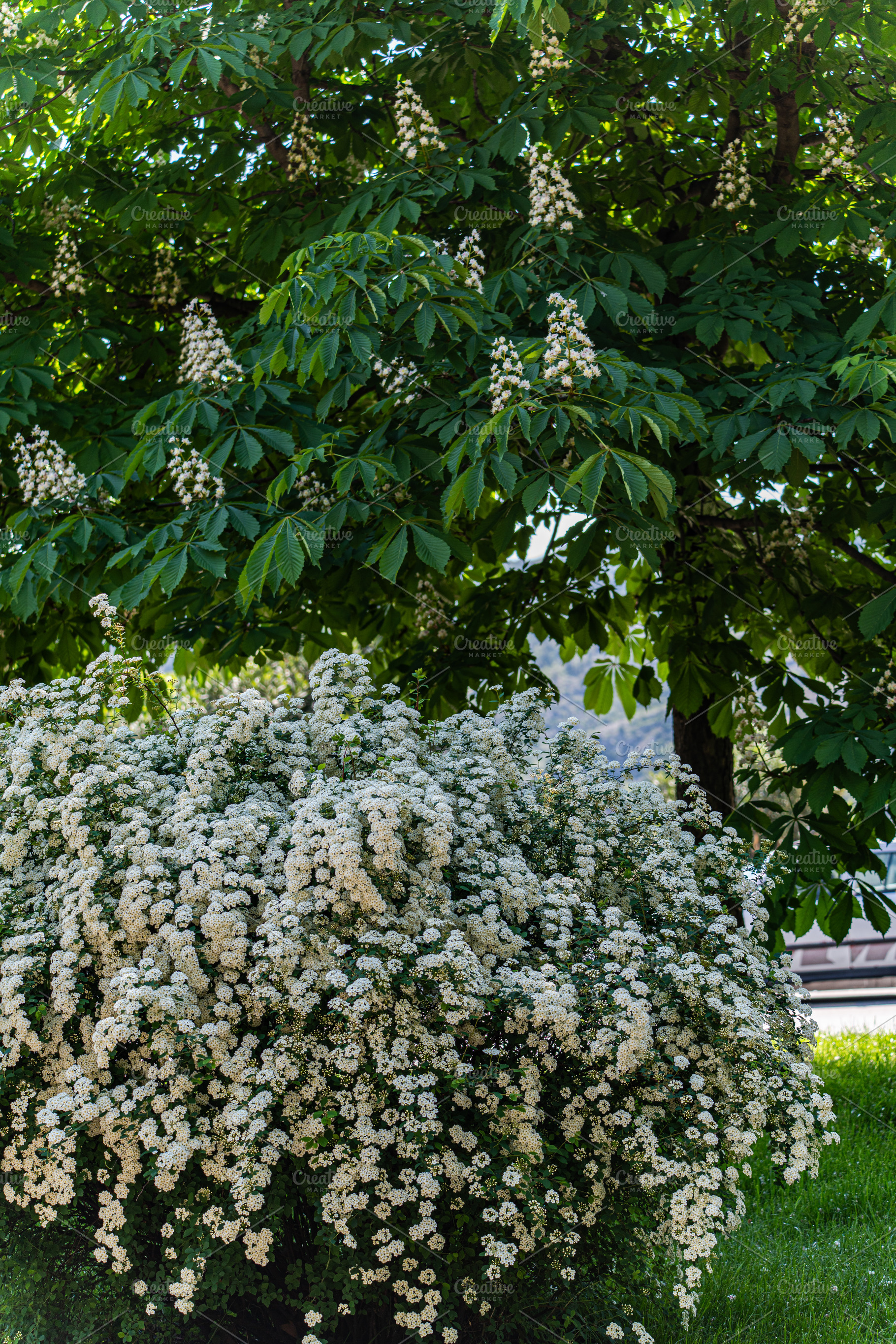 Spring garden with blooming plants, a Nature Photo by Anna Bogush