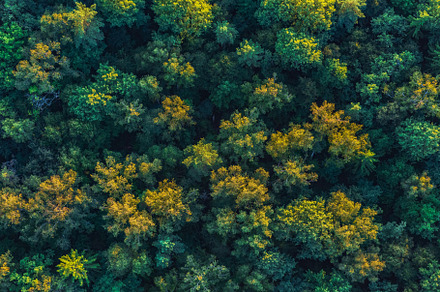 Aerial view of the forest green featuring forest, above, and aerial, a Nature Photo by Konstantin K.