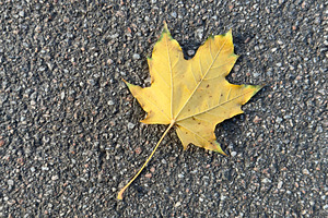 A single yellow maple leaf lying on a textured asphalt surface, a Nature Photo by Textures & Backgrounds