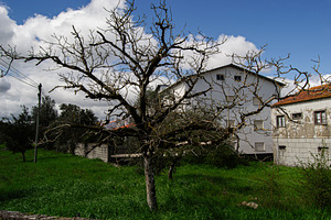 Bare tree in a field with houses under a bright blue sky, a Photo by AS photostudio