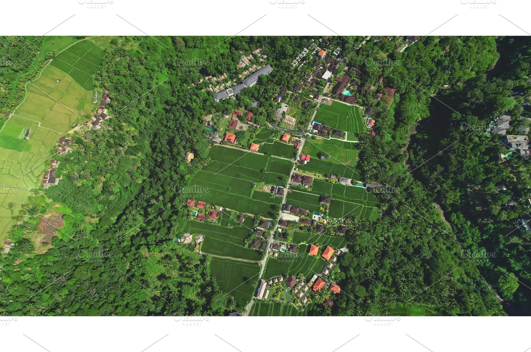 Lush green rice paddies and, a Background Photo by Goinyk