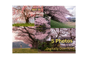 Cherry Blossom Landscape 5 Photos, a Nature Photo by Silent Nature