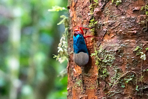 Colorful cicada on a tree in Tentena rainforest, Sulawesi, Indon, an Animal Photo by GoodGoods