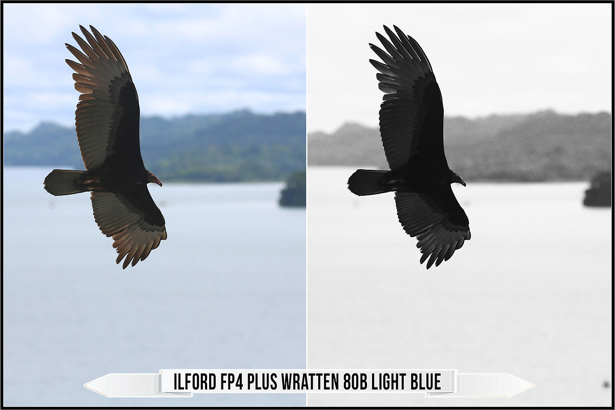 Ilford Films LUTs, a Plug-in Add-On by Raztrend (Photo 21 of 30)