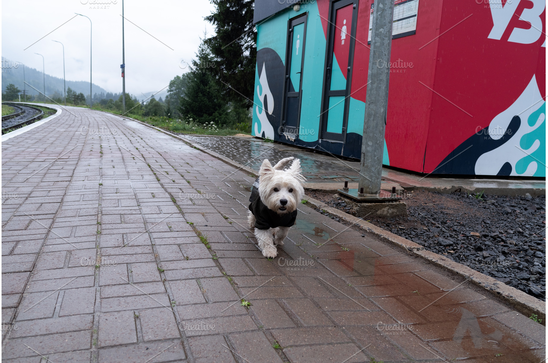 West Highland White Terrier walking, an Animal Photo by Stockphoto by vzwer