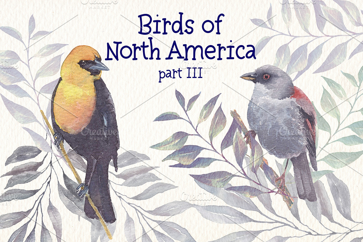 Birds of North America part 3, an Animal Illustration by Art & Things (Photo 5 of 8)